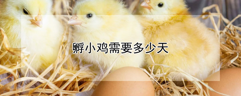 孵小鸡需要多少天（鸡妈妈孵小鸡需要多少天）