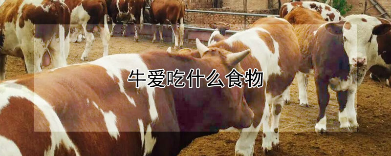 牛爱吃什么食物（牛爱吃什么东西）