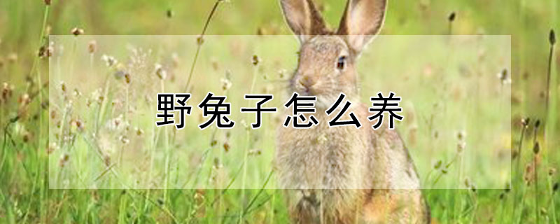 野兔子怎么养（没断奶的野兔子怎么养）