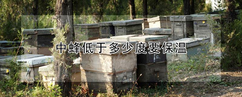中蜂低于多少度要保温 中蜂多少度不需要保温