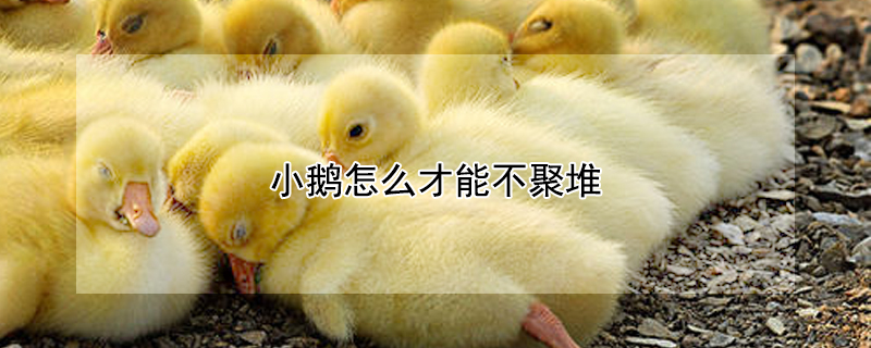 小鹅怎么才能不聚堆 小鹅怎么才能不叫