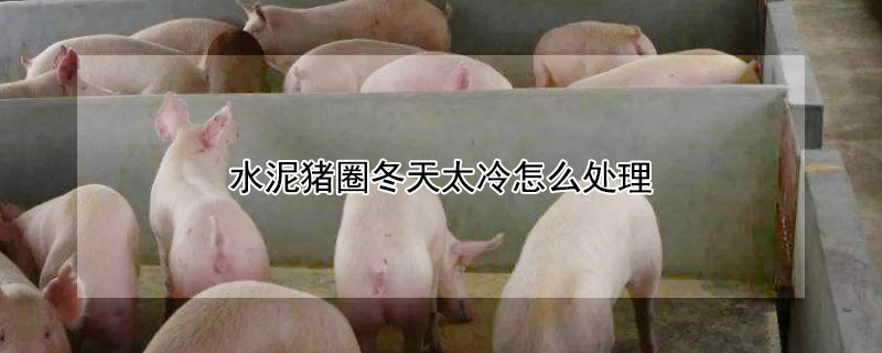 水泥猪圈冬天太冷怎么处理 水泥猪圈冬天怎么取暖