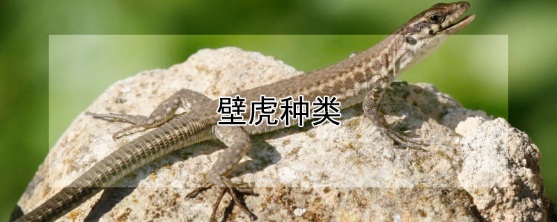 壁虎种类（山东壁虎种类）