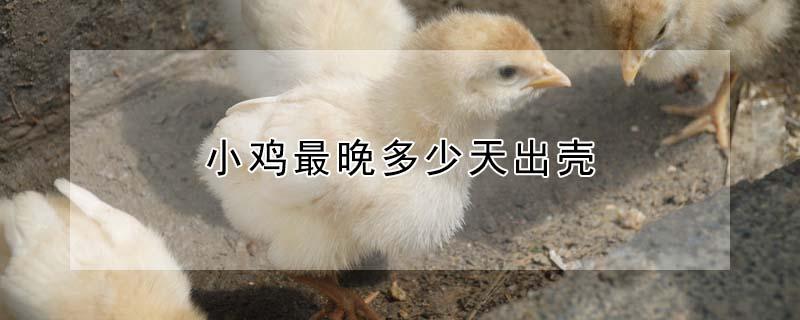 小鸡最晚多少天出壳（小鸡孵了30天才出壳）