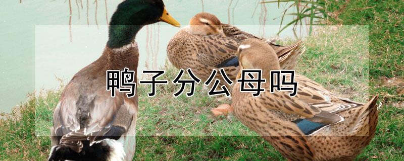 鸭子分公母吗 鸭有分公鸭母鸭?
