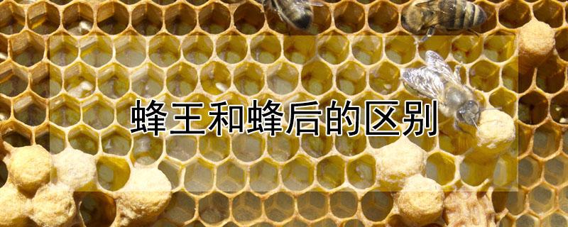 蜂王和蜂后的区别 工蜂为什么杀死蜂王