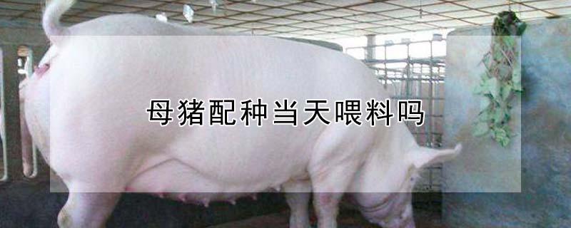 母猪配种当天喂料吗(母猪配种当天喂料吗有影响吗)