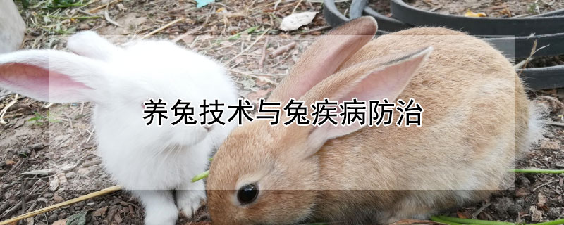 养兔技术与兔疾病防治（养兔技术与兔疾病防治的关系）