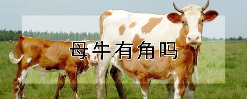母牛有角吗 水牛母牛有角吗