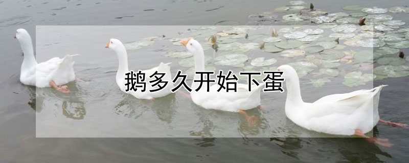 鹅多久开始下蛋（鹅多久下蛋多少天下一个）