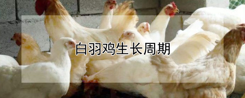 白羽鸡生长周期（白羽鸡和普通鸡的区别）
