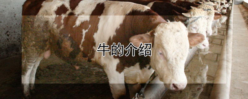 牛的介绍（十二生肖牛的介绍）