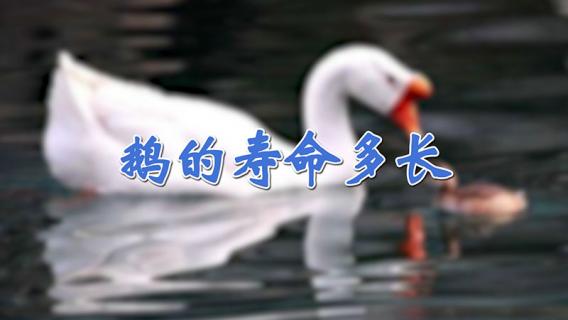 鹅的寿命多长（鹅的寿命多长,能下多少蛋一年,能下几年）