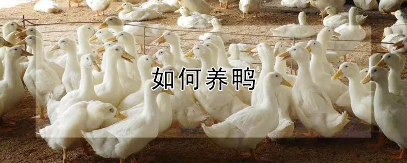 如何养鸭（如何养鸭子注意哪些问题）