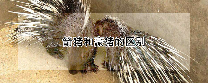 箭猪和豪猪的区别 箭猪和豪猪的区别在哪