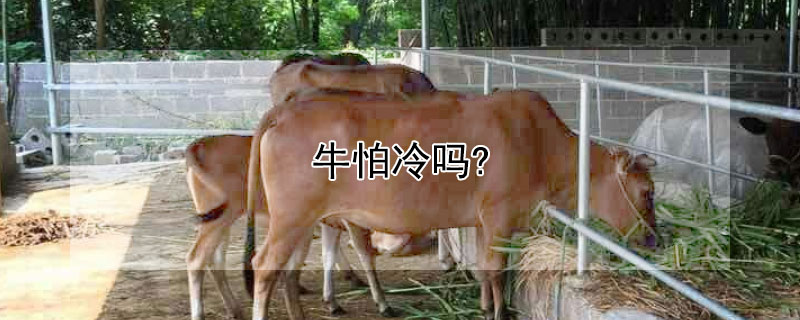 牛怕冷吗? 牛怕冷吗,冬天怎么养
