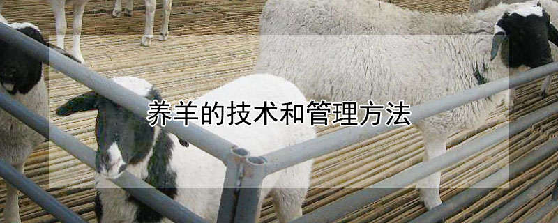 养羊的技术和管理方法 养羊的技术和管理方法视频