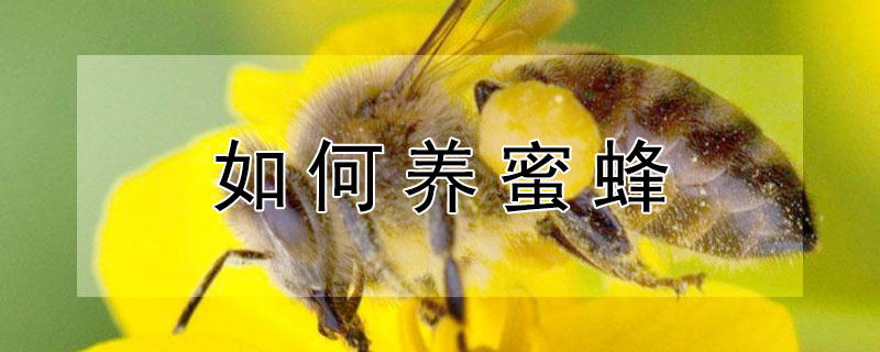 如何养蜜蜂（养蜜蜂的技巧和方法）