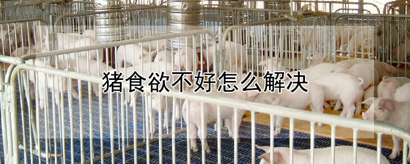 猪食欲不好怎么解决（猪胃口不好是什么原因）