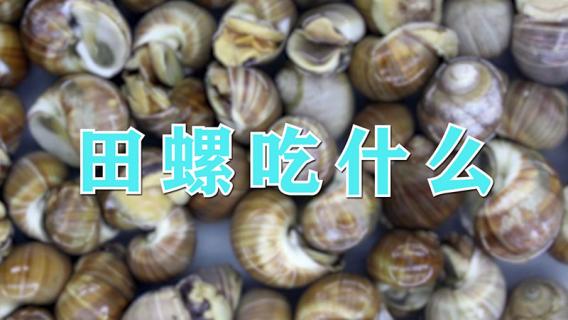 田螺吃什么 田螺吃什么部位