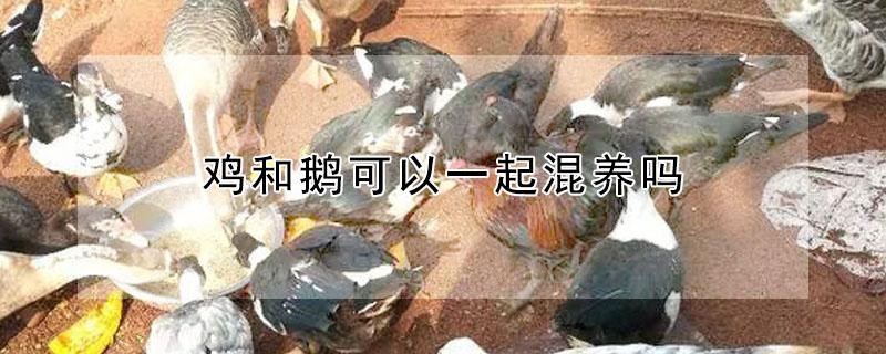鸡和鹅可以一起混养吗（鸡和鹅可以一起混养吗为什么）