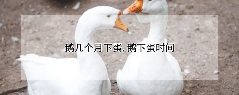 鹅几个月下蛋,鹅下蛋时间 鹅下蛋前的征兆