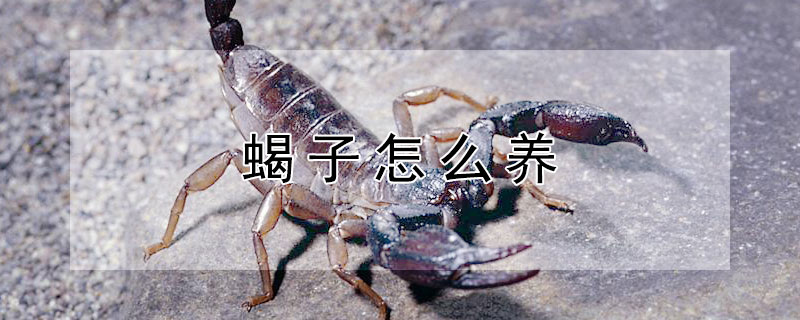 蝎子怎么养 蝎子怎么养殖在家里怎么养殖蝎子