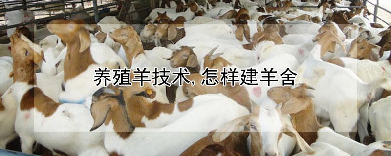 养殖羊技术,怎样建羊舍（新手养羊如何建造羊舍）