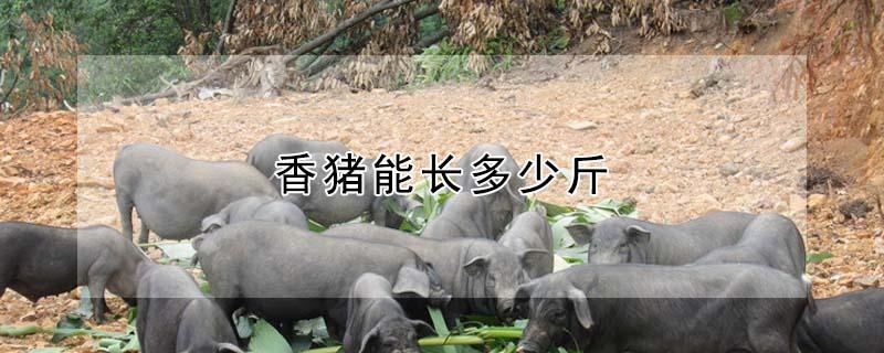 香猪能长多少斤 藏香猪最大能长多少斤