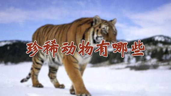珍稀动物有哪些 中国珍稀动物第一名