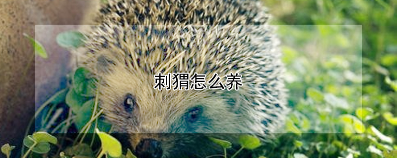 刺猬怎么养（刺猬的饲养方法）