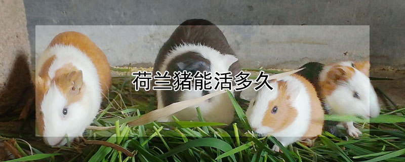 荷兰猪能活多久 宠物猪多少钱一只