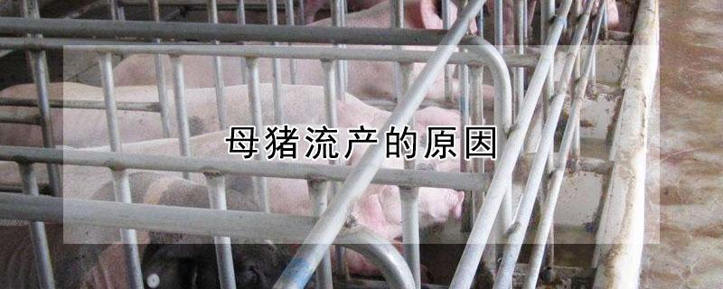 母猪流产的原因（母猪流产的原因分析及对策）