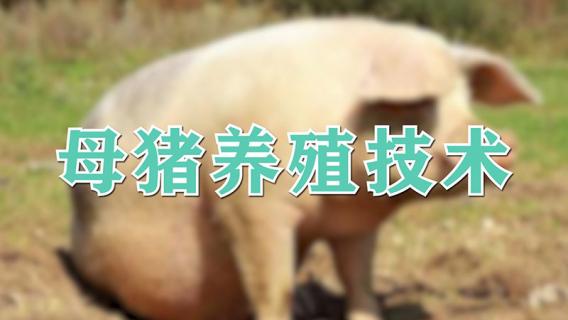 母猪养殖技术（后备母猪的饲养管理技术）