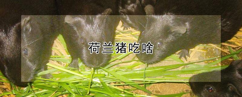 荷兰猪吃啥（荷兰猪饲养八大禁忌）