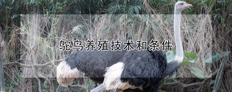 鸵鸟养殖技术和条件（鸵鸟养殖技术条件环境）