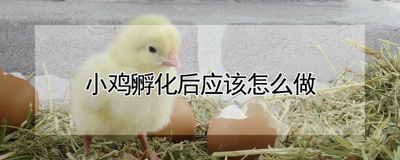 小鸡孵化后应该怎么做 小鸡孵化后应该怎么做饲料