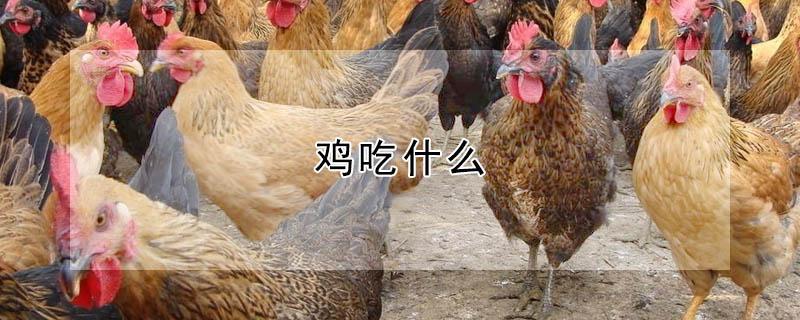 鸡吃什么（鸡吃什么长得又快又肥）