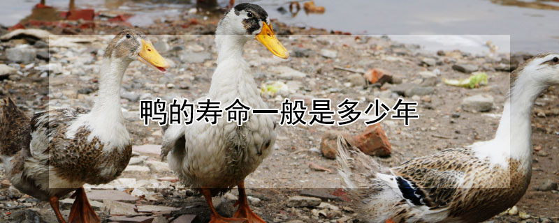 鸭的寿命一般是多少年（鸭的寿命一般多少年到多少年）