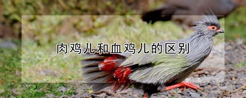 肉鸡儿和血鸡儿的区别（肉鸡与血鸡的区别）