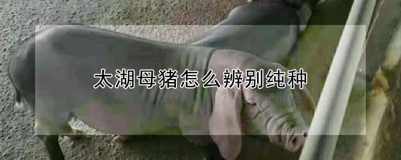 太湖母猪怎么辨别纯种（太湖母猪怎么选种）