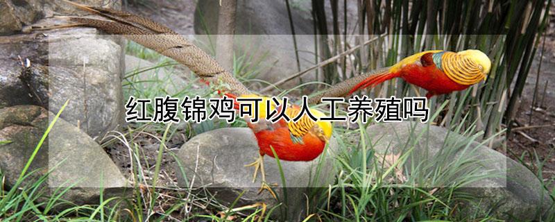 红腹锦鸡可以人工养殖吗 红腹锦鸡种苗多少一只