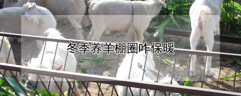 冬季养羊棚圈咋保暖（冬天羊棚怎么取暖）