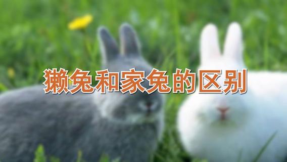 獭兔和家兔的区别（獭兔和家兔的区别在哪）