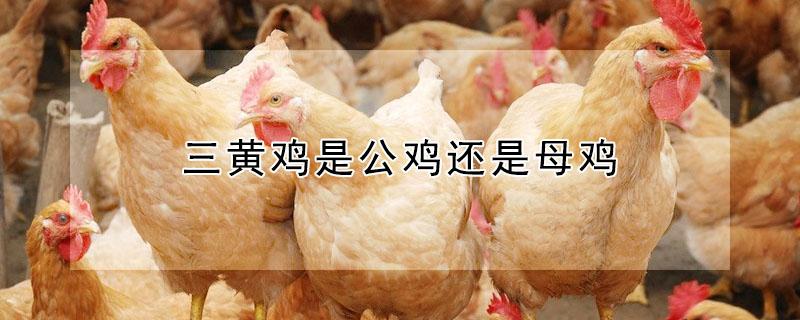 三黄鸡是公鸡还是母鸡 三黄鸡公母判断图片