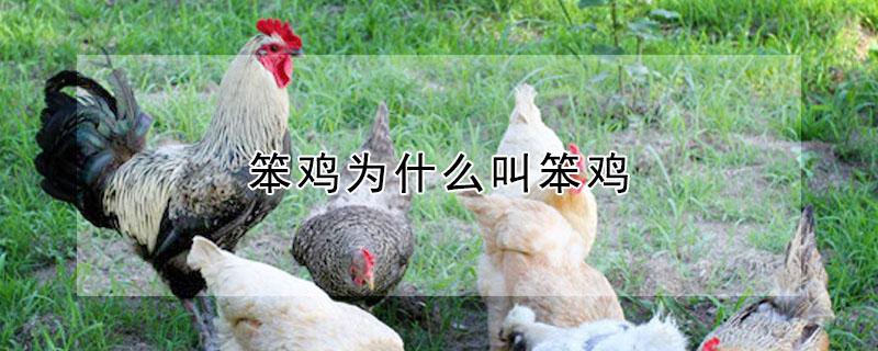 笨鸡为什么叫笨鸡（笨鸡养殖）