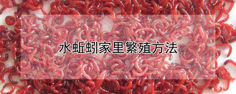 水蚯蚓家里繁殖方法 水蚯蚓家里繁殖方法图解