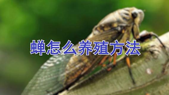 蝉怎么养殖方法 蝉怎么养殖方法图解