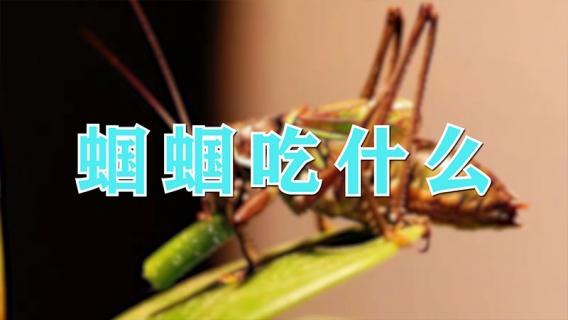 蝈蝈吃什么（蝈蝈吃什么食物最好）