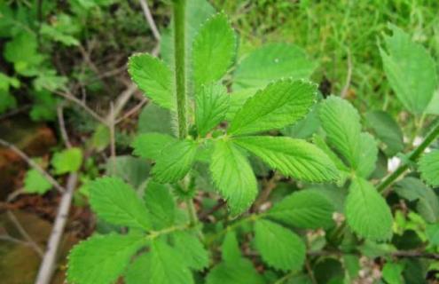 仙鹤草种类图片大全（仙鹤草种类图片大全图解）